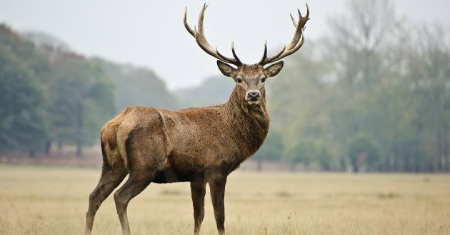 Wild stag stands in parkland facing camera, day.